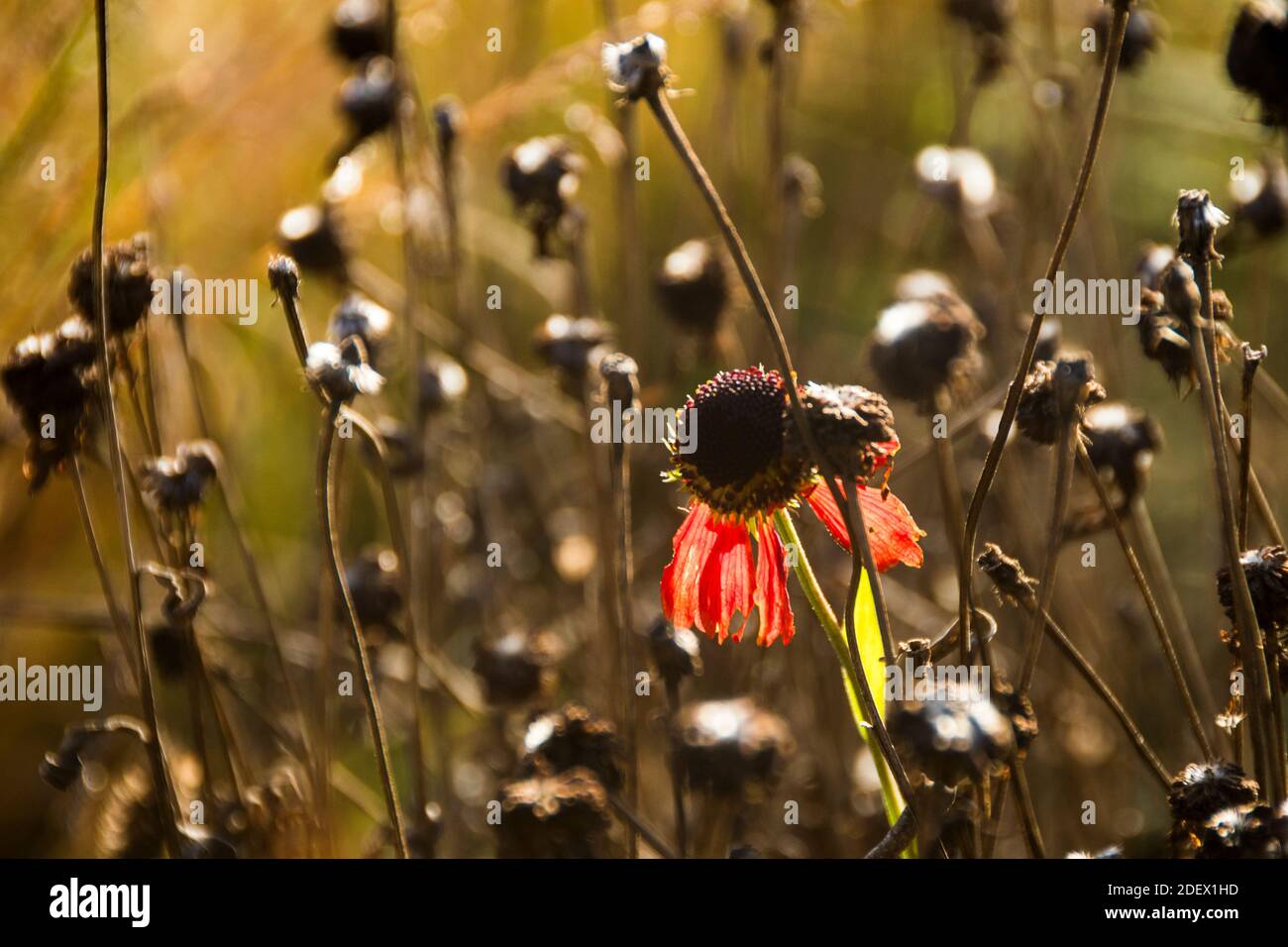 Pflanzen nach der Blüte mit einer Blüte von Echinacea Stockfoto