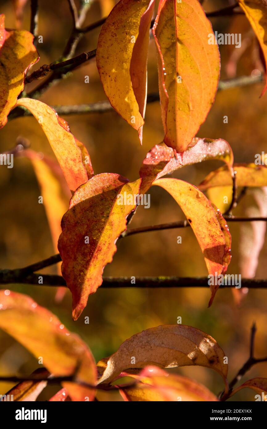 Cornus kousa Stockfoto