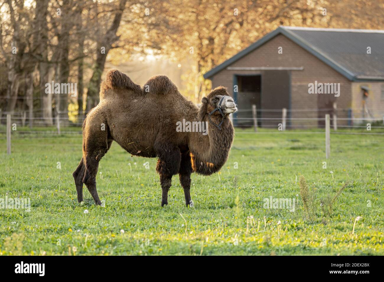 Baktrian Kamel in einem grünen Wiese Feld in den Niederlanden Mit goldenen Herbstfarben und Sonnenlicht, die die Bäume aufleuchten Im Hintergrund und Bauernhof Schuppen Stockfoto