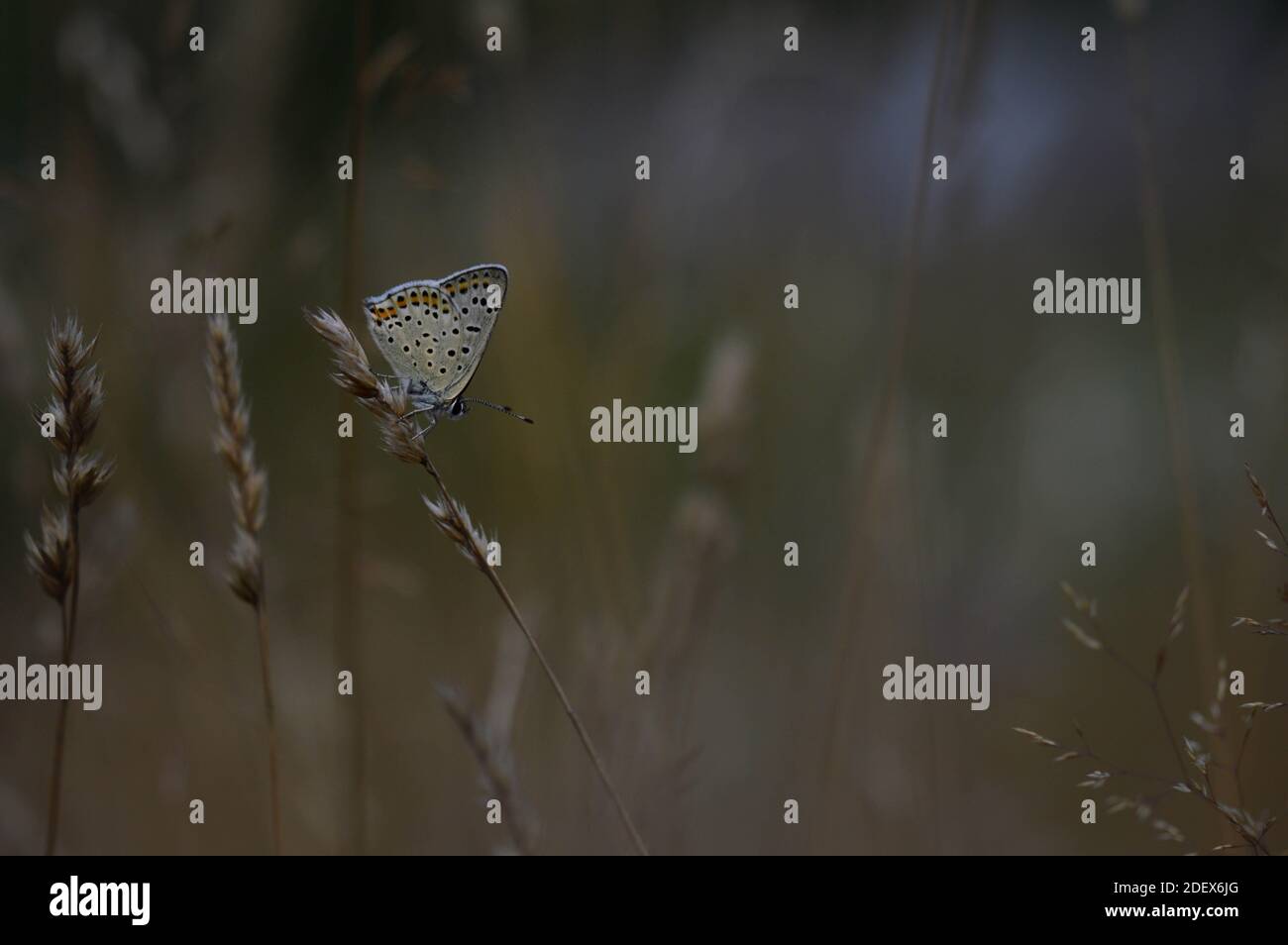 Brauner Argusschmetterling auf einer Pflanze. Braun und grau kleiner Schmetterling mit orangen und schwarzen Flecken, und blauer Körper auf einem Feld. Natürlicher Hintergrund. Stockfoto