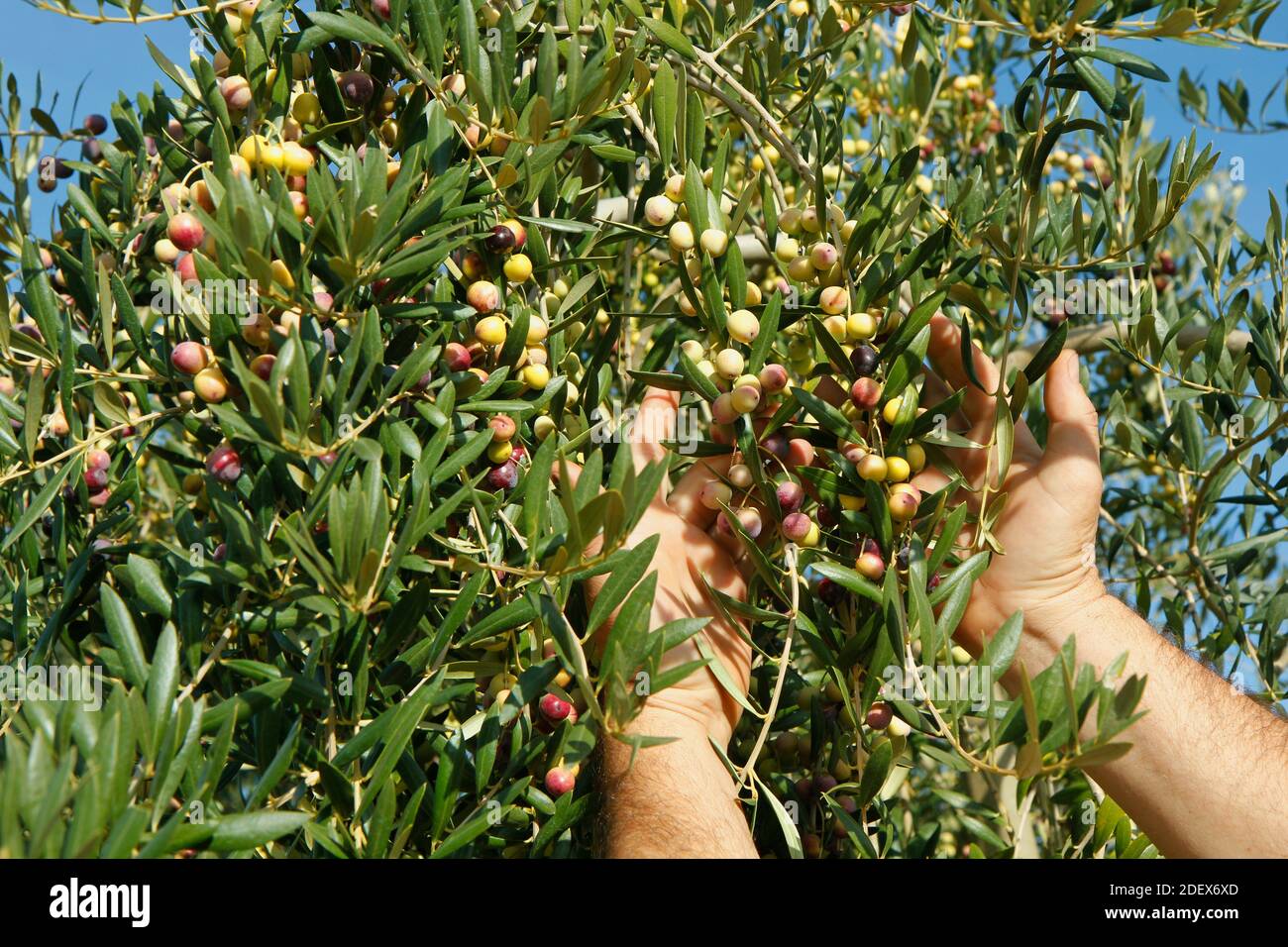 Oliven variey Arbequina. Lleida, Katalonien, Spanien. Stockfoto