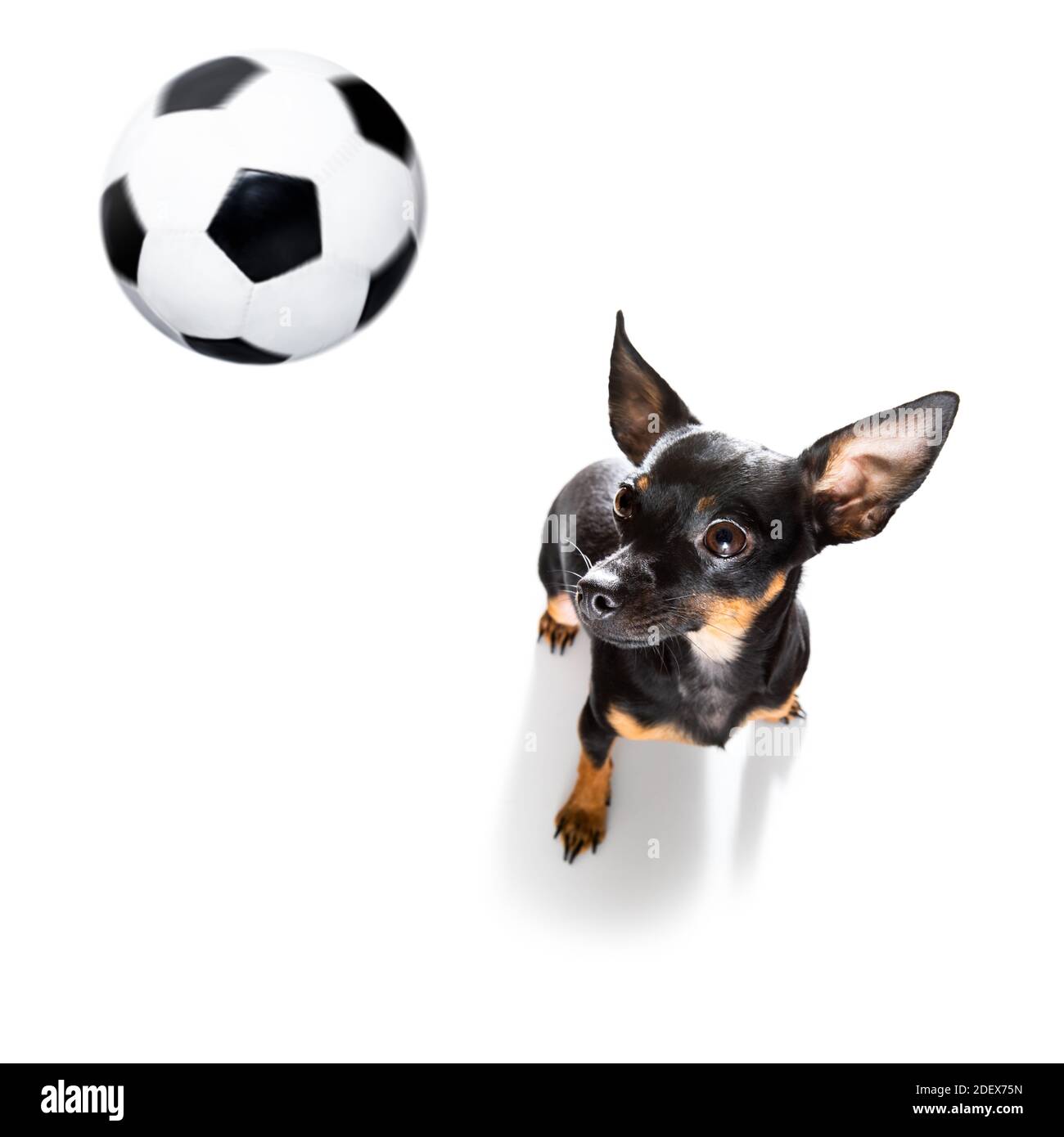 Fußball Prag Ratter Hund spielt mit Lederball , isoliert auf weißem Hintergrund und deutsche Flagge Stockfoto