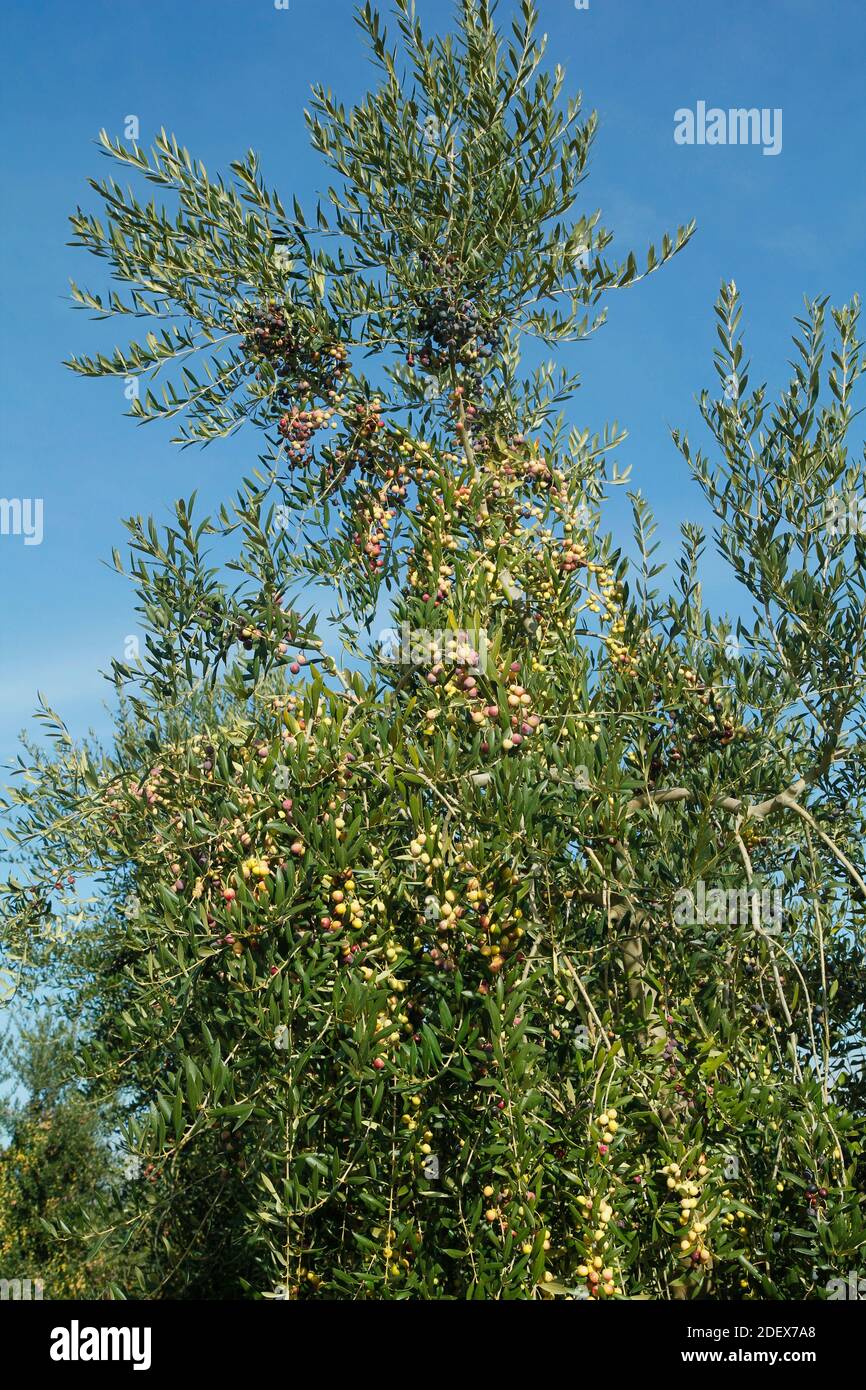 Oliven variey Arbequina. Lleida, Katalonien, Spanien. Stockfoto