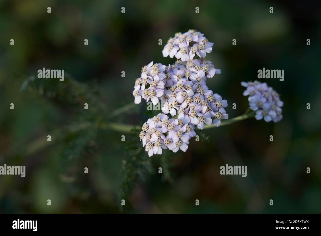Schafgarbe Blume im Wildfowl und Wetland Trust, Llanelli Wetland Centre. Stockfoto
