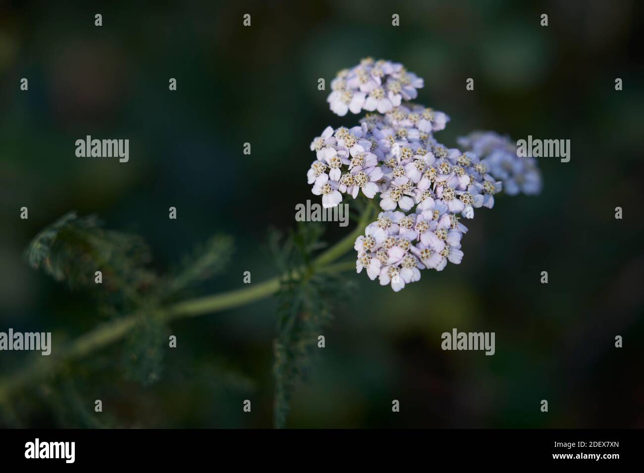 Schafgarbe Blume im Wildfowl und Wetland Trust, Llanelli Wetland Centre. Stockfoto