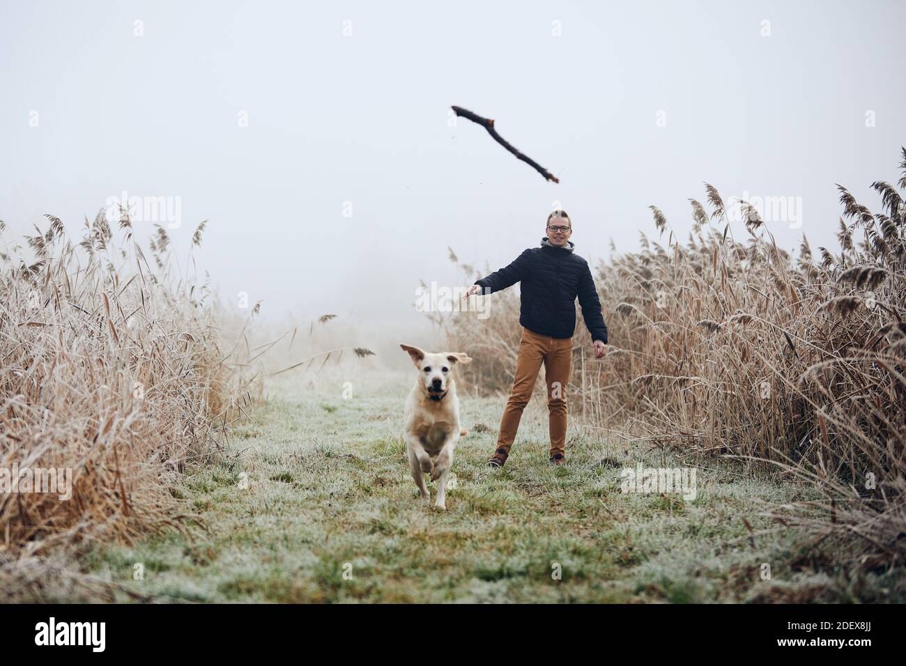 Mann wirft Stock für seinen Hund. Haustierbesitzer mit labrador Retriver spielen während des nebligen Herbsttages. Stockfoto