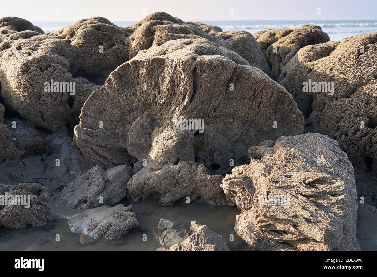 Versteinerte Korallen bei Ogmore-by-Sea, Wales Stockfoto