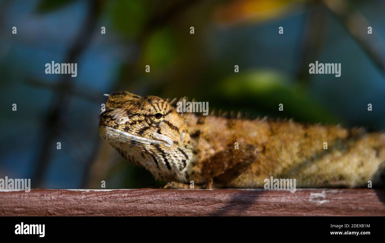 Veränderbare Eidechse (Calotes versicolor), die Sie anschaut Stockfoto