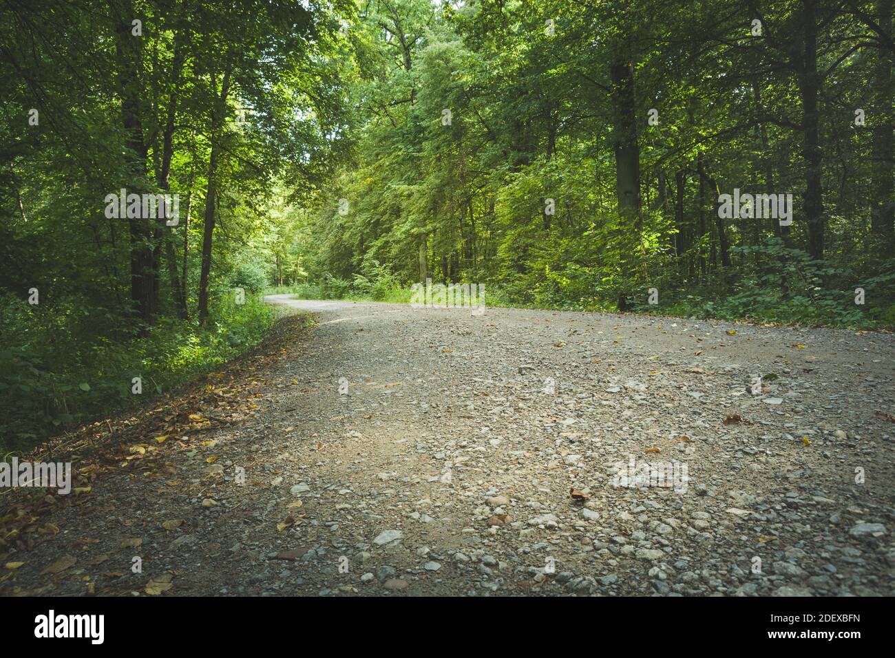Eine Straße aus kleinen Steinen durch den grünen Wald, Sommer Blick Stockfoto