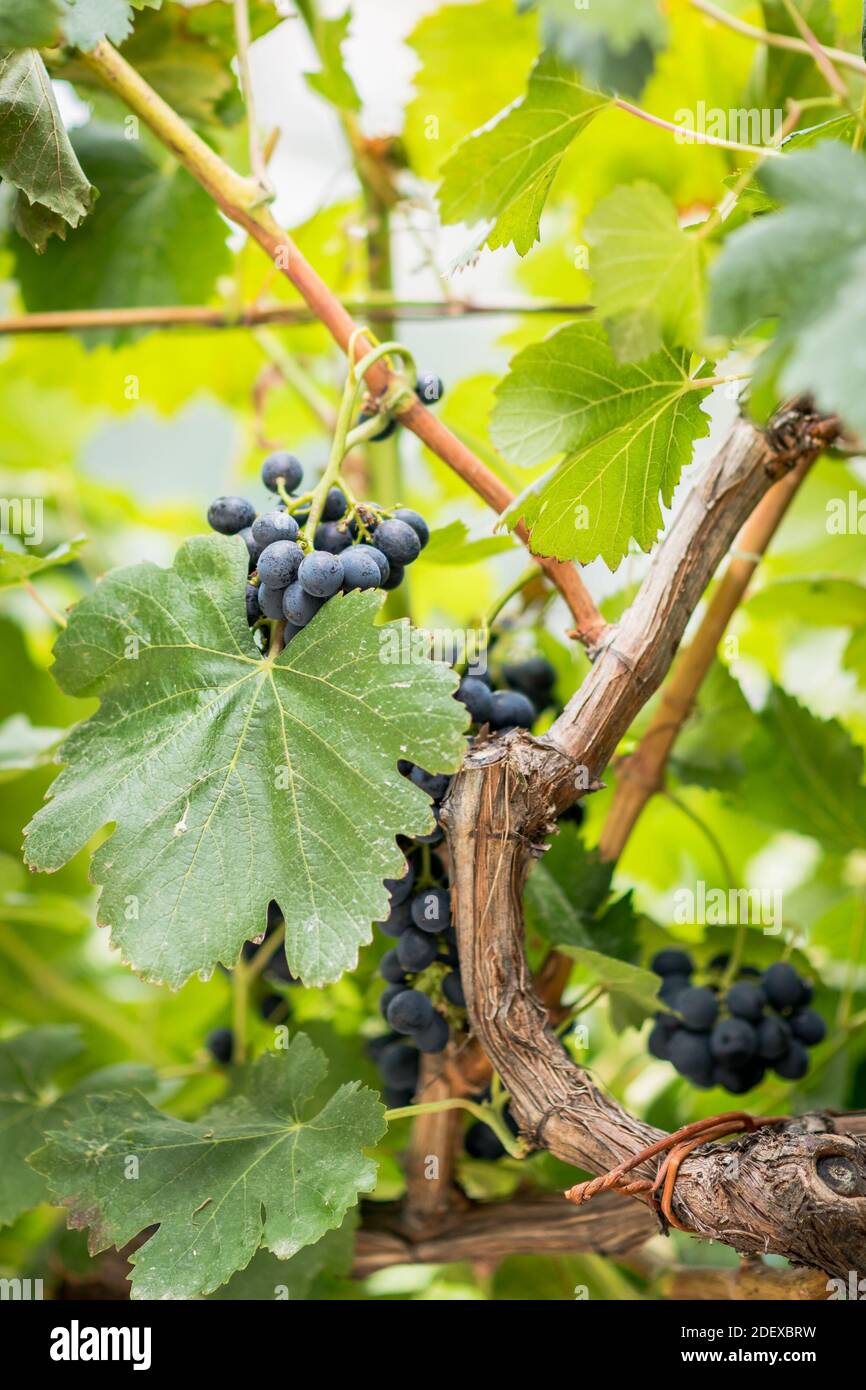 Reife schwarze Trauben hängen in Trauben in einem Weinberg in Ravello Kampanien Italien. Stockfoto