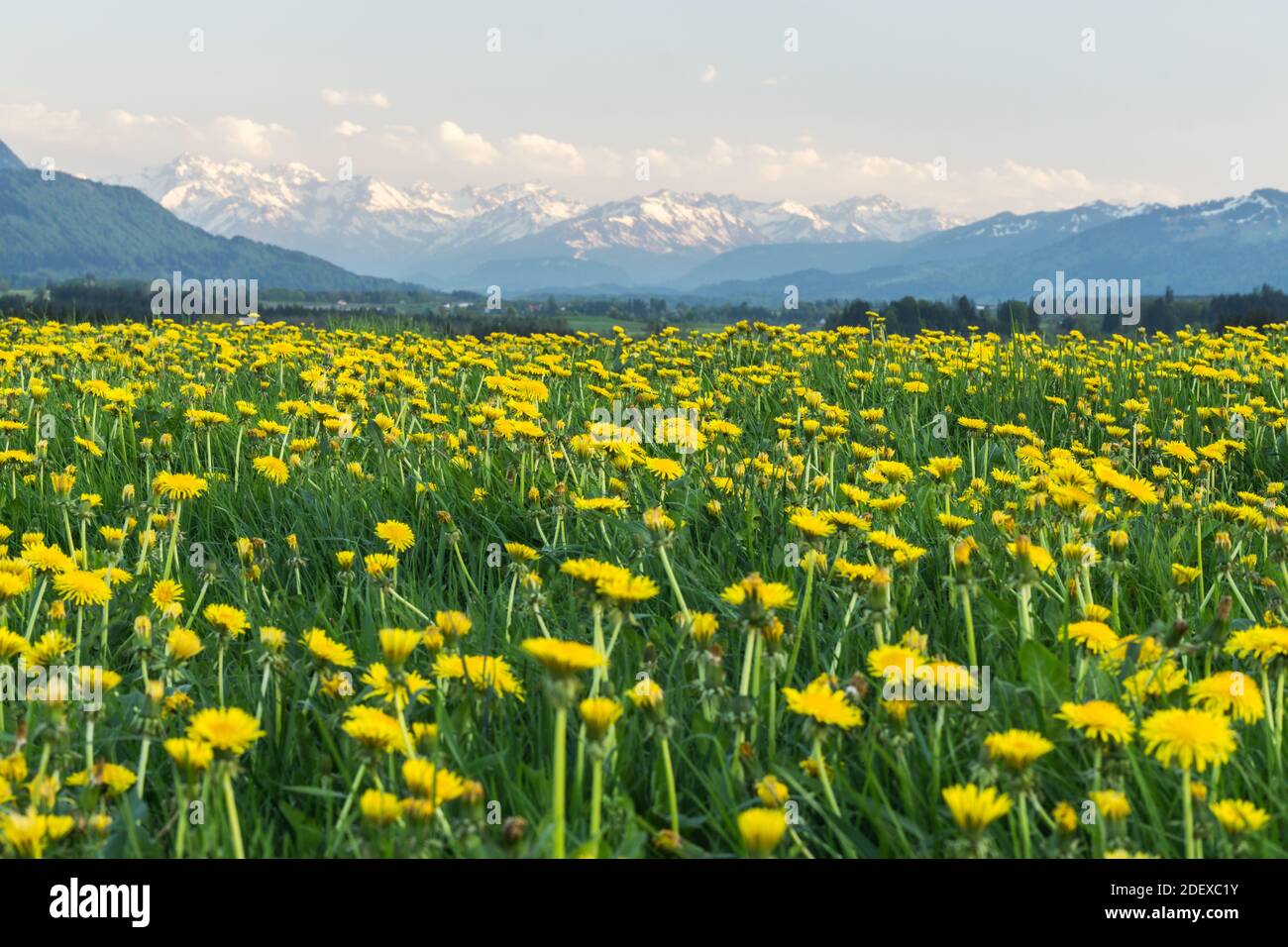 Gelbe Blumenwiese und schöne Aussicht auf schneebedeckte Berge. Kempten, Bayern, Alpen, Allgau, Deutschland. Stockfoto