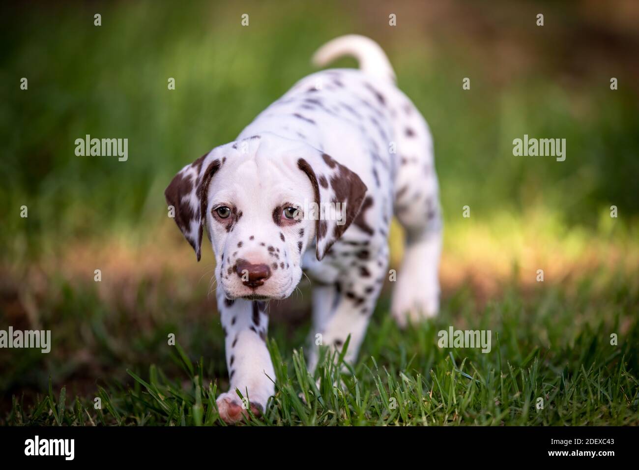 Niedlichen dalmatinischen Welpen auf dem Gras. Stockfoto