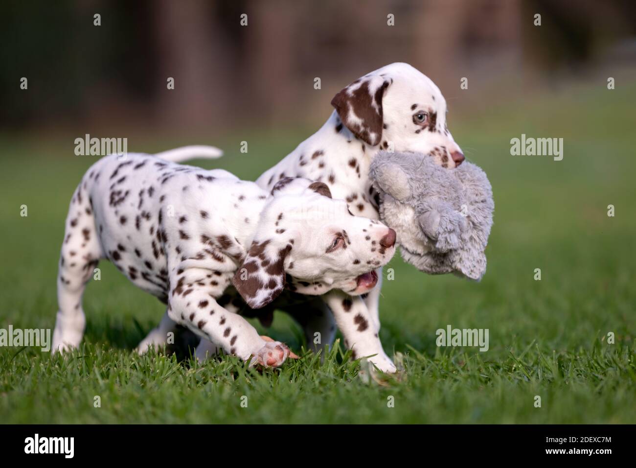Zwei niedliche dalmatinische Welpen auf dem Gras. Stockfoto