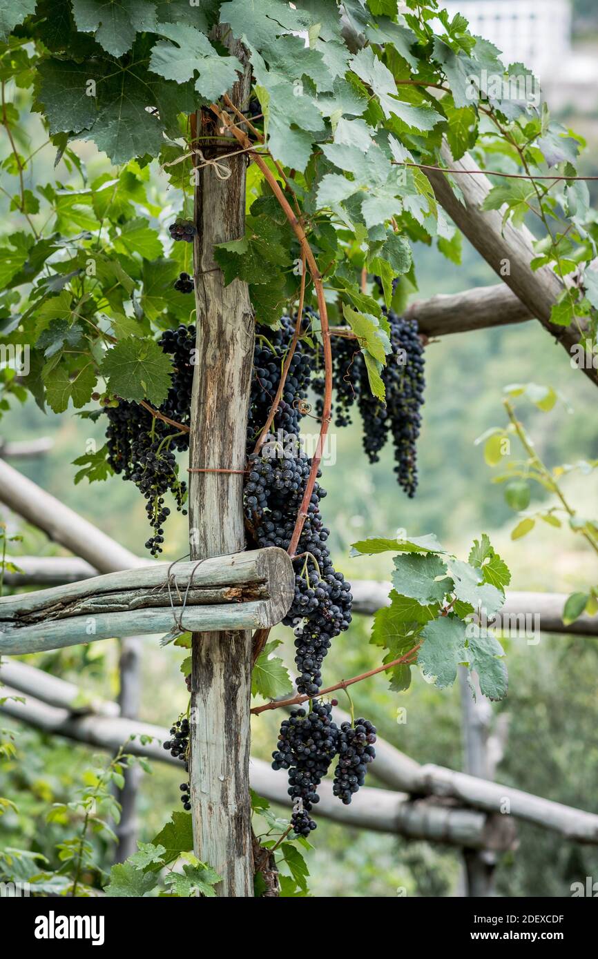 Reife schwarze Trauben hängen in Trauben in einem Weinberg in Ravello Kampanien Italien. Stockfoto