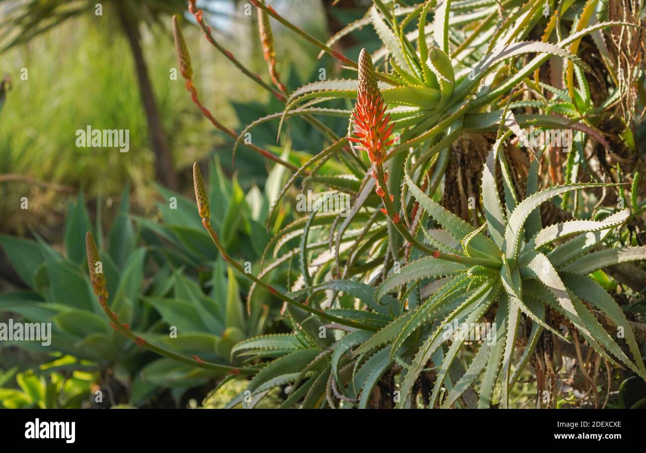 Eine blühende Aloe arborescens, krantz Aloe, Kandelaber Aloe in Südspanien Stockfoto