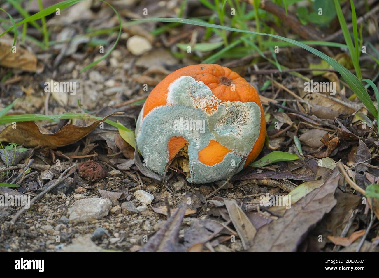 Grüne Fäule auf einer orangen Verrottung unter Orangenbaum. Spanien. Stockfoto