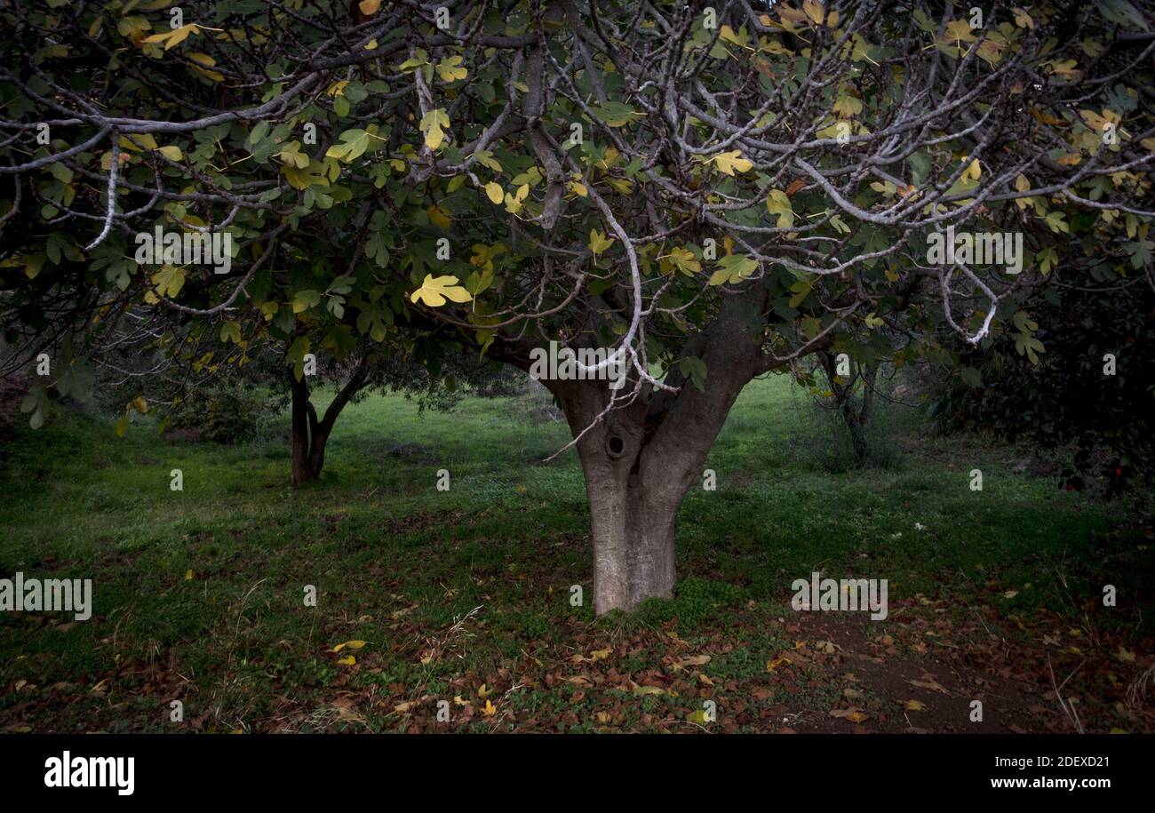 Feigenbaum (Ficus carica) im Herbst, Spanien. Stockfoto