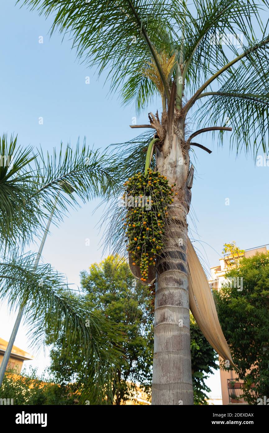 Australische Königin Dattelpalme mit frischen Samenkapseln Rom Italien Stockfoto