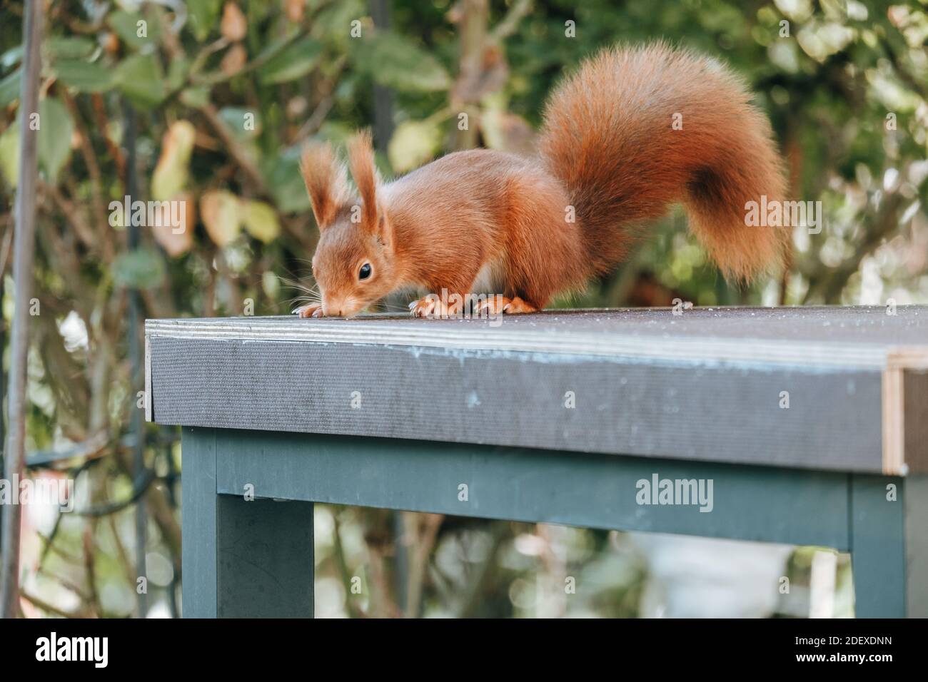 Nahaufnahme eines Eichhörnchens im Garten Stockfoto