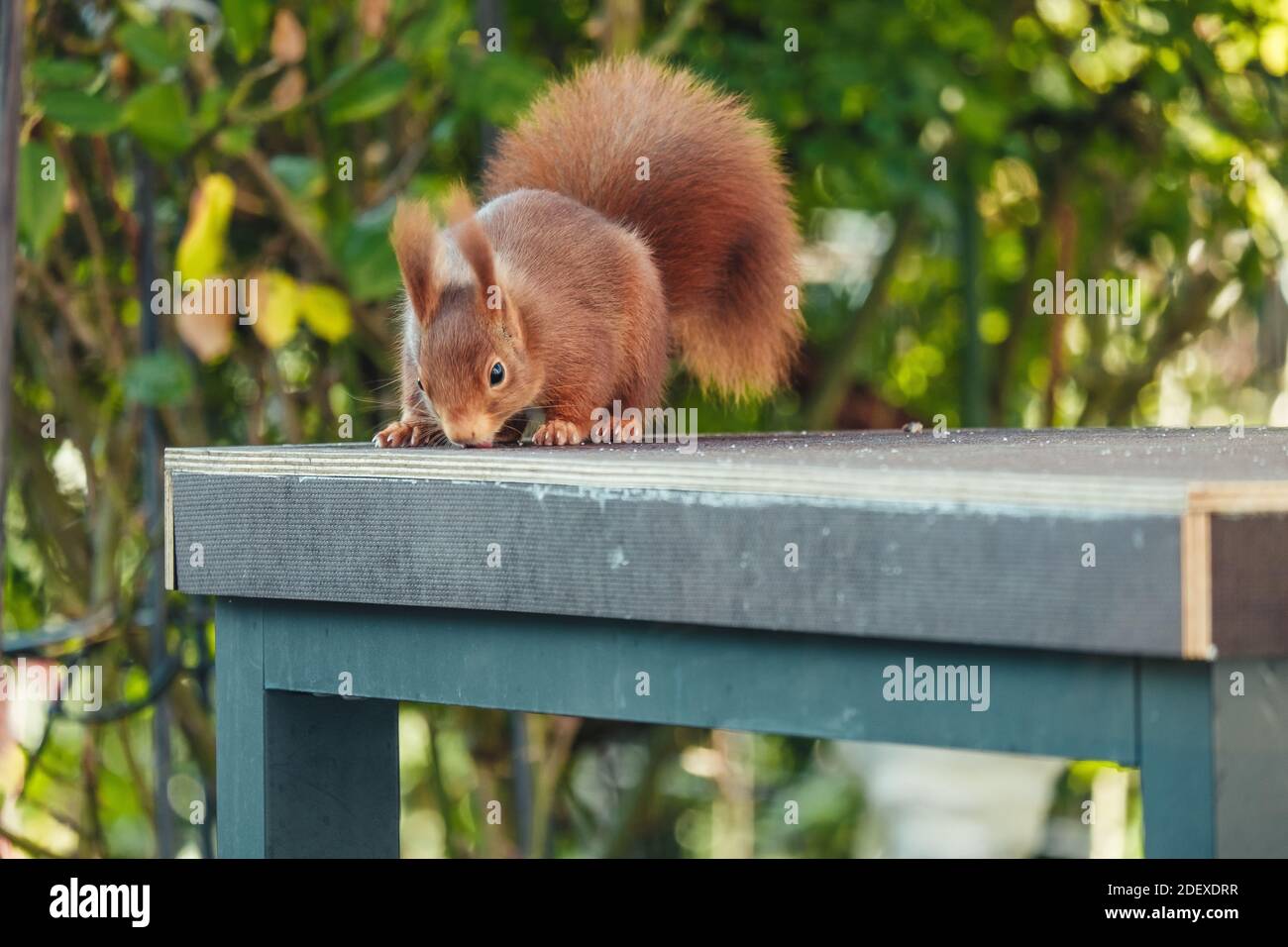 Nahaufnahme eines Eichhörnchens im Garten Stockfoto