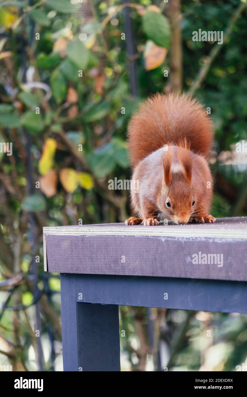 Nahaufnahme eines Eichhörnchens im Garten Stockfoto