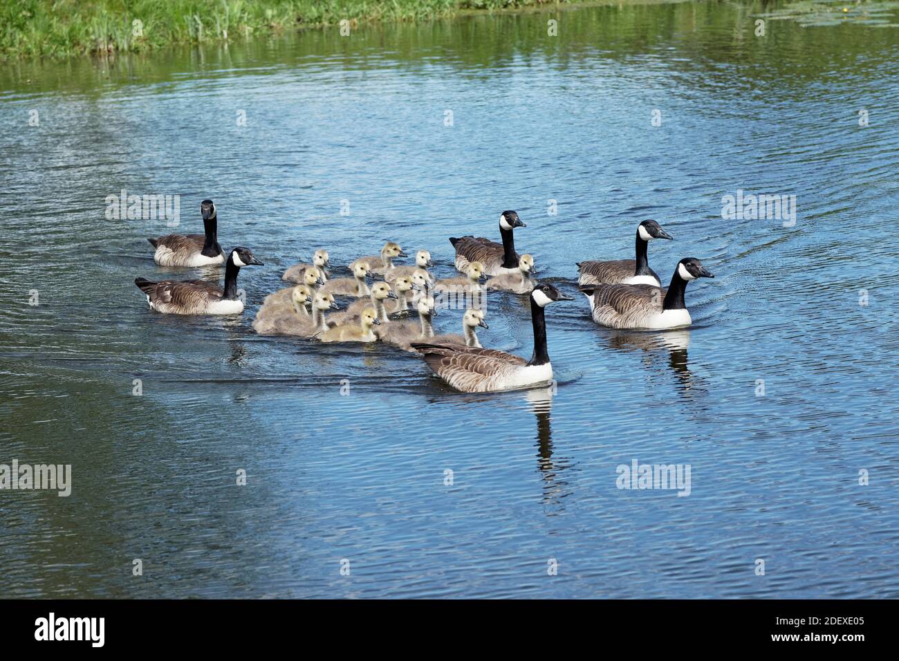 Kanadagänse mit dort Gänsen Stockfoto Kanadagänse mit dort Gänsen Stockfoto