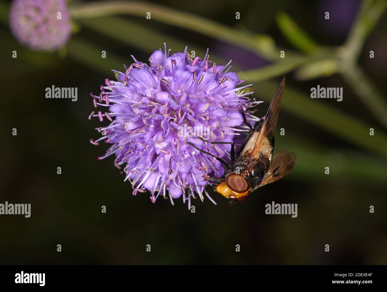 Hover-fly (Volucella pellucens) Fütterung auf scabious Blume, Wales, September Stockfoto