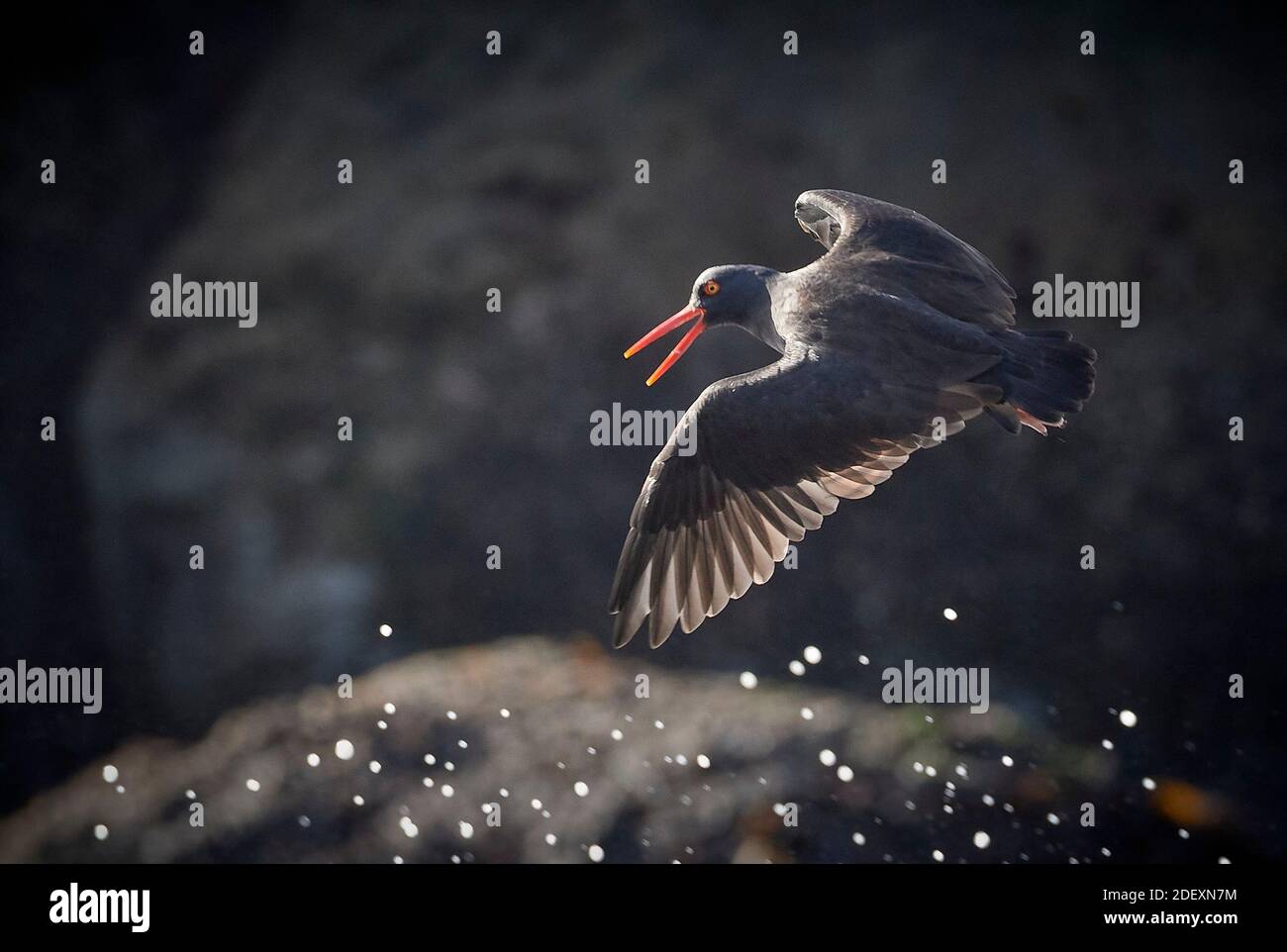 Ein Schwarzer Austernfischer (Haematopus bachmani) im Flug am Coquille Point, Teil des Oregon Islands National Wildlife Refuge bei Bandon, Oregon, USA. Stockfoto