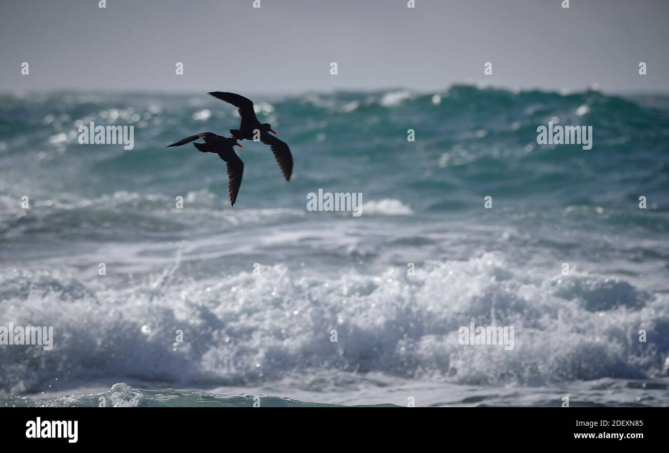 Schwarze Austernfischer (Haematopus bachmani) im Flug am Coquille Point, Teil des Oregon Islands National Wildlife Refuge bei Bandon, Oregon, USA. Stockfoto