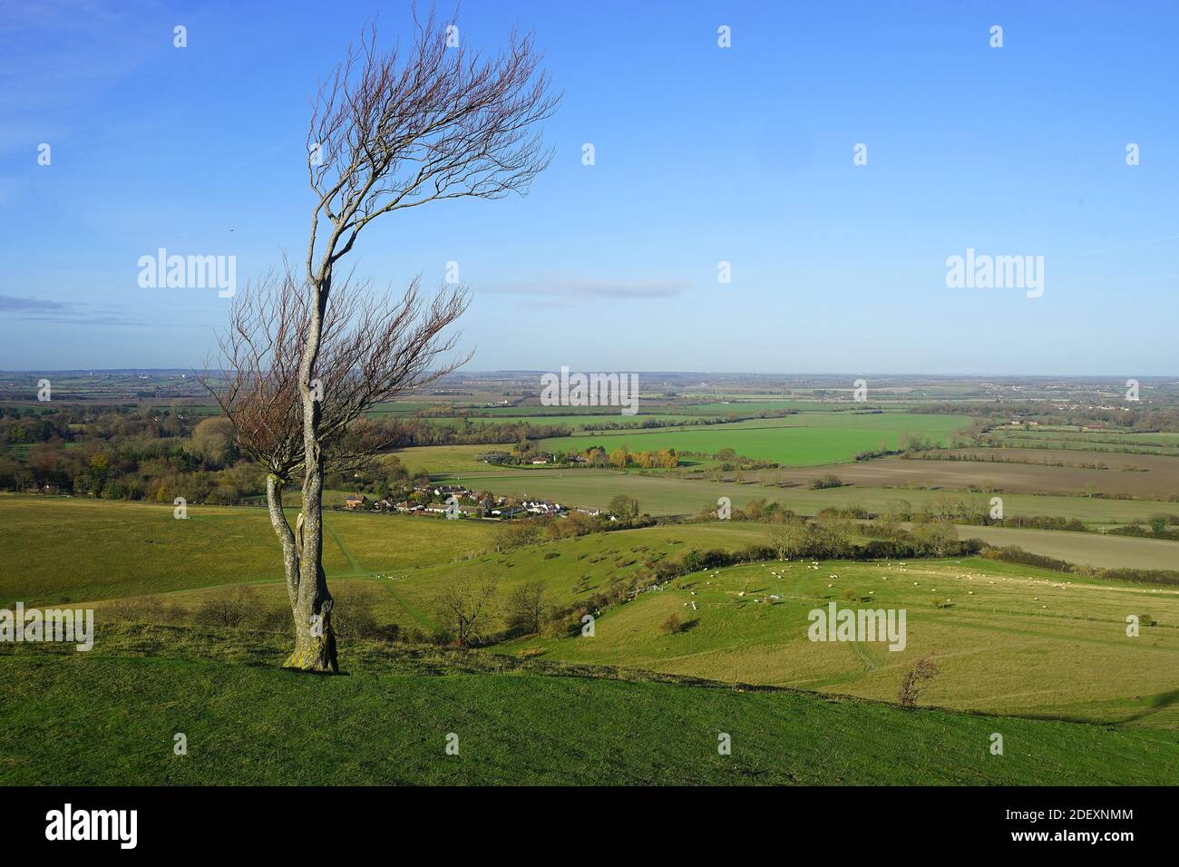 Einsamer Baum auf Deacon Hill mit Blick auf Pegsdon Stockfoto