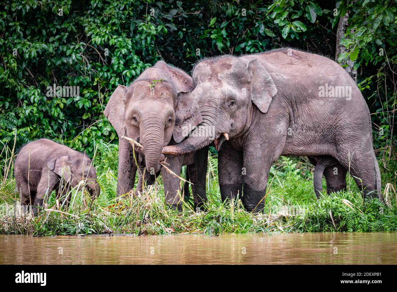 Familie der Pygmäen Elefanten in Borneo Stockfoto
