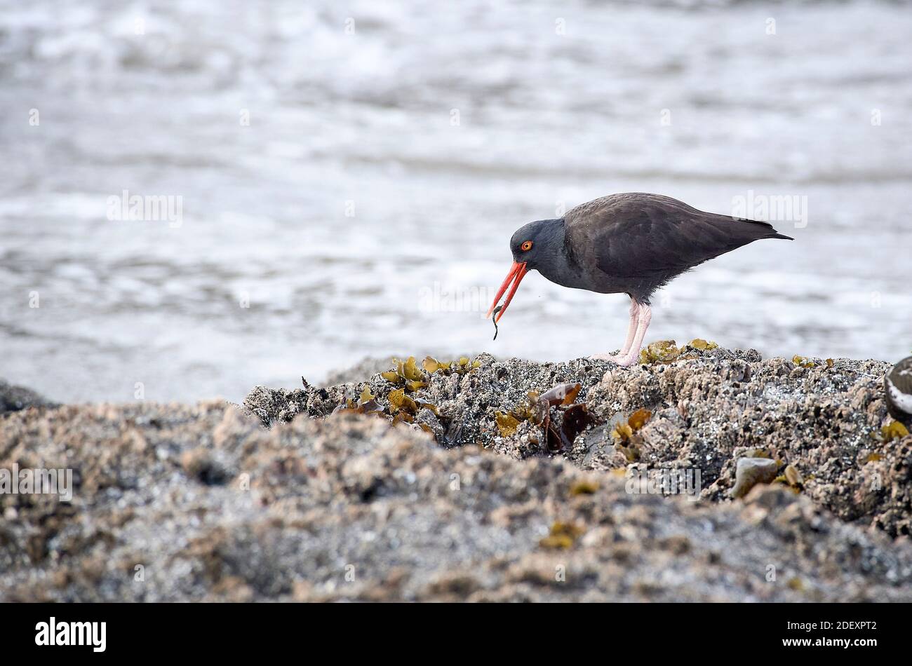 Ein Schwarzer Austernfischer (Haematopus bachmani) ernährt sich am Coquille Point, einem Teil des Oregon Islands National Wildlife Refuge in der Nähe von Bandon, Oregon, USA. Stockfoto
