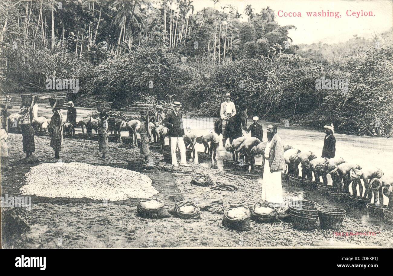 Postkarte mit dem Titel Kakao waschen Ceylon (Sri Lanka) um 1912 Stockfoto