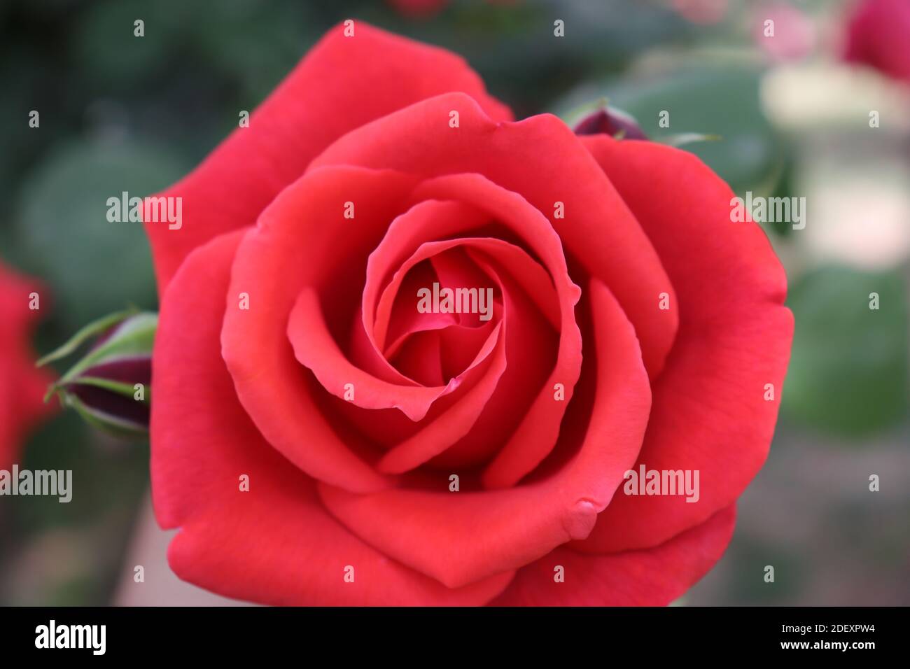 Nahaufnahme der schönen roten Rose in einem Garten in Chengdu, China Stockfoto