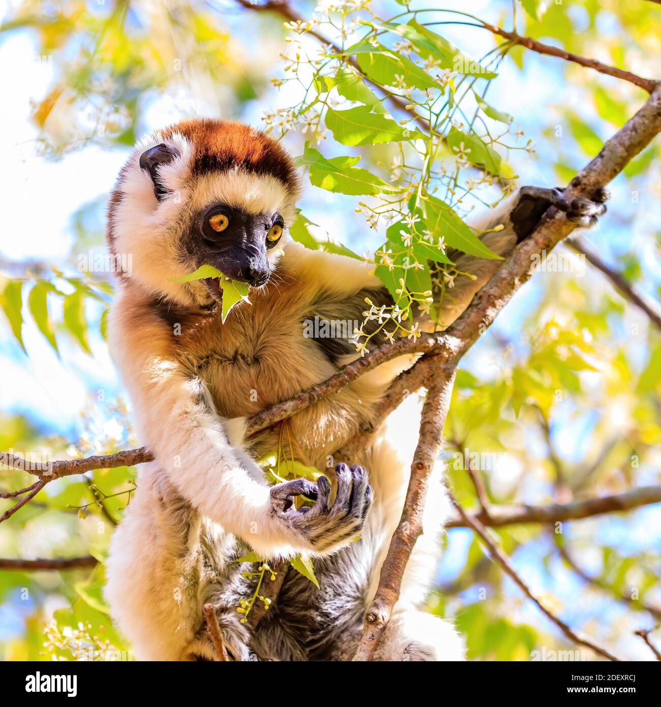 Verreaux's Sifaka in Madagaskar Stockfoto