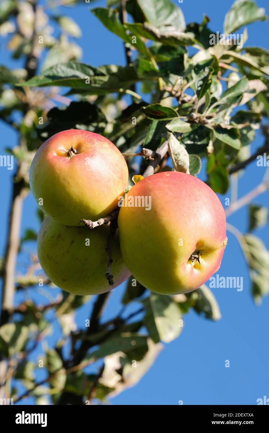 Englischer Nachtisch Apfel 'Harry Pring'. Malus domestica 'Harry Pring' Stockfoto