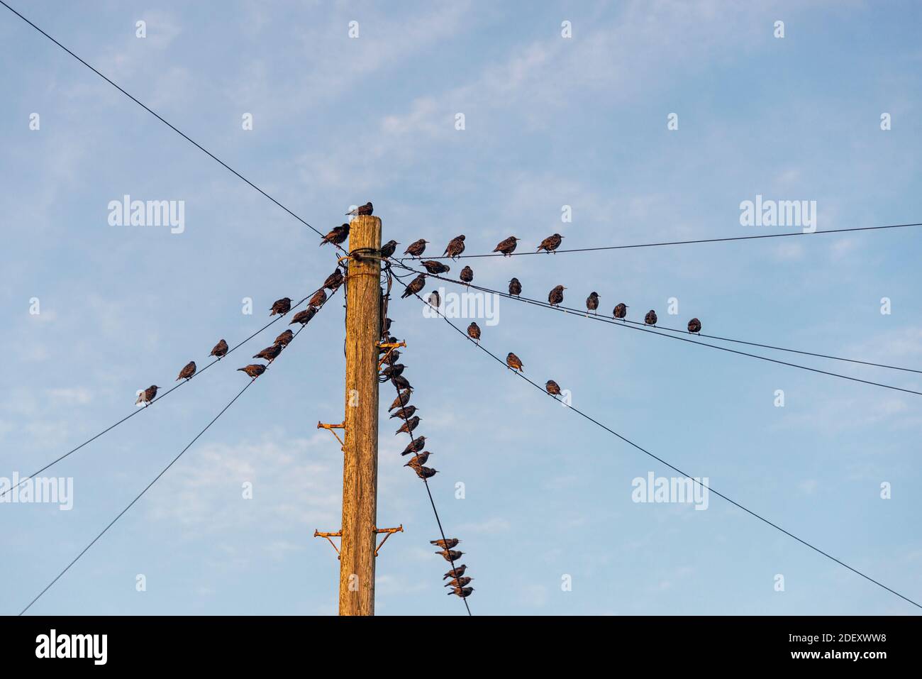 Stare sitzen auf Telefonleitungen vor einem blauen Himmel Hintergrund Stockfoto