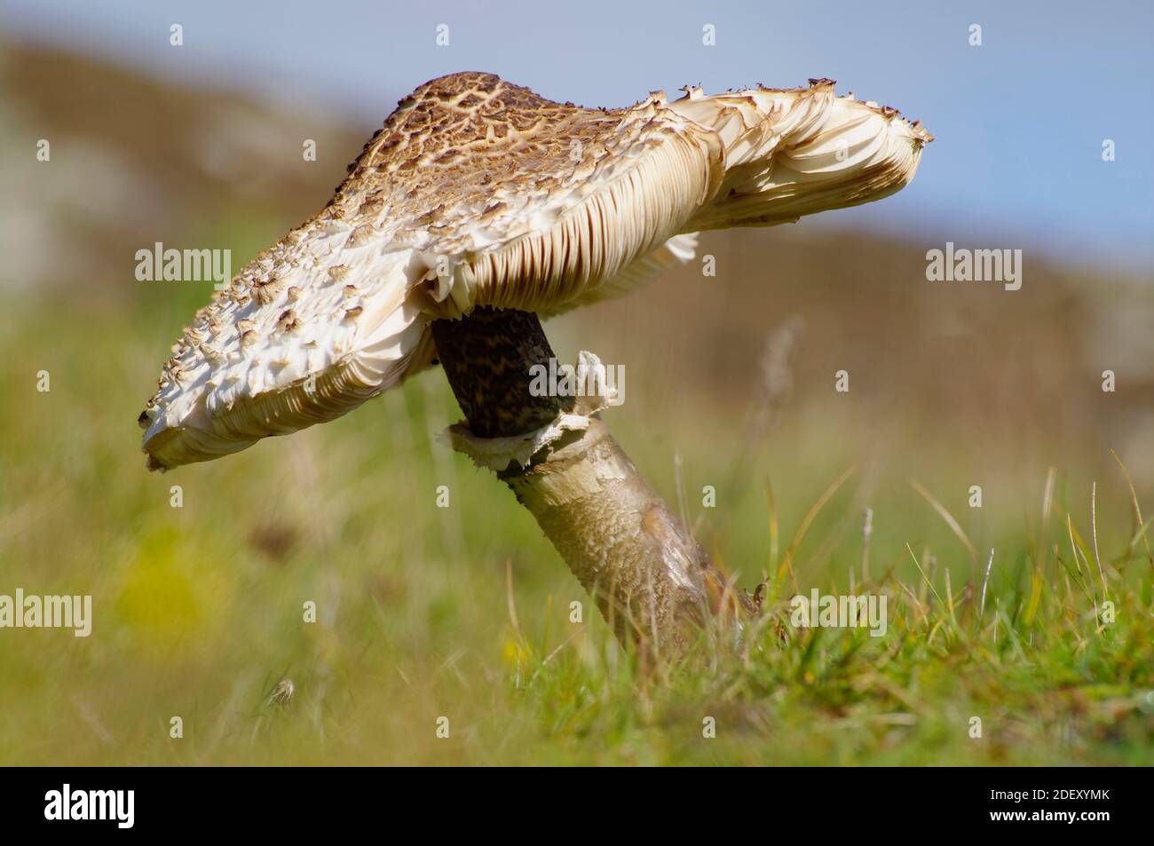 Macrolepiota Procera Pilz Stockfoto