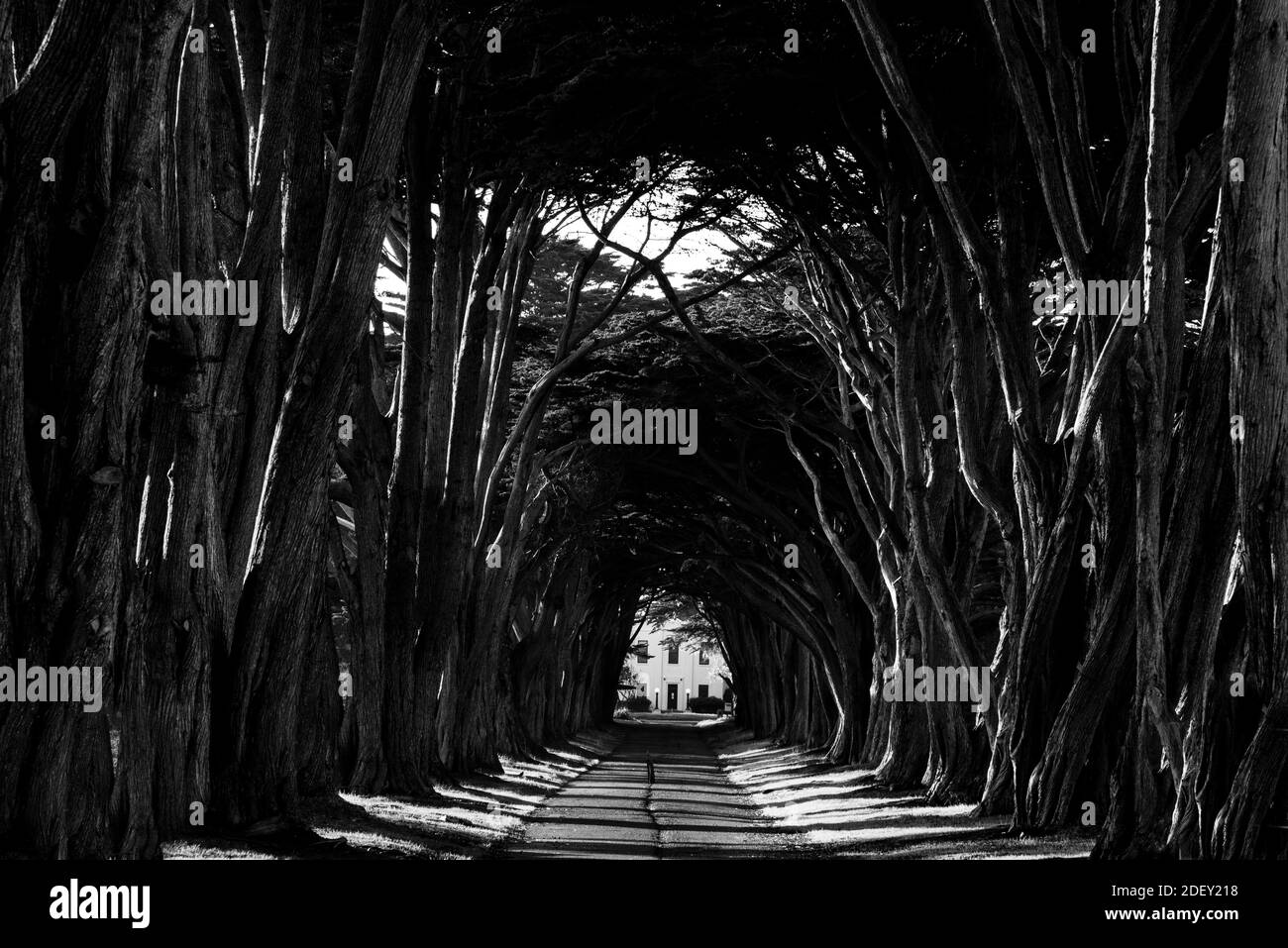 POINT REYES, USA - Apr 23, 2020: Zypressenbaum Tunnel in North Bay, Kalifornien Stockfoto