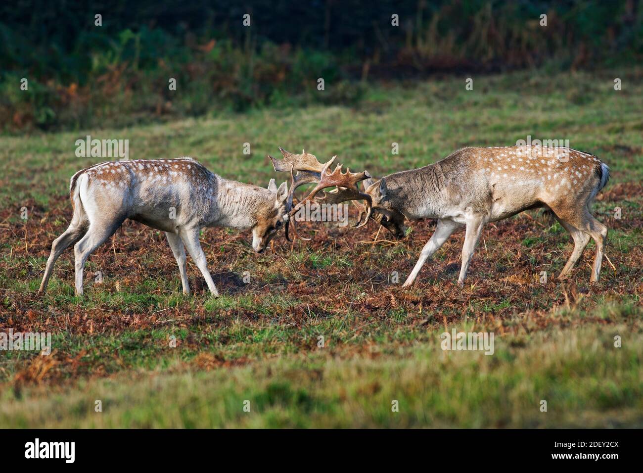 Damwild Hirsche Dama Dama kämpfen während der Brunft England UK Stockfoto