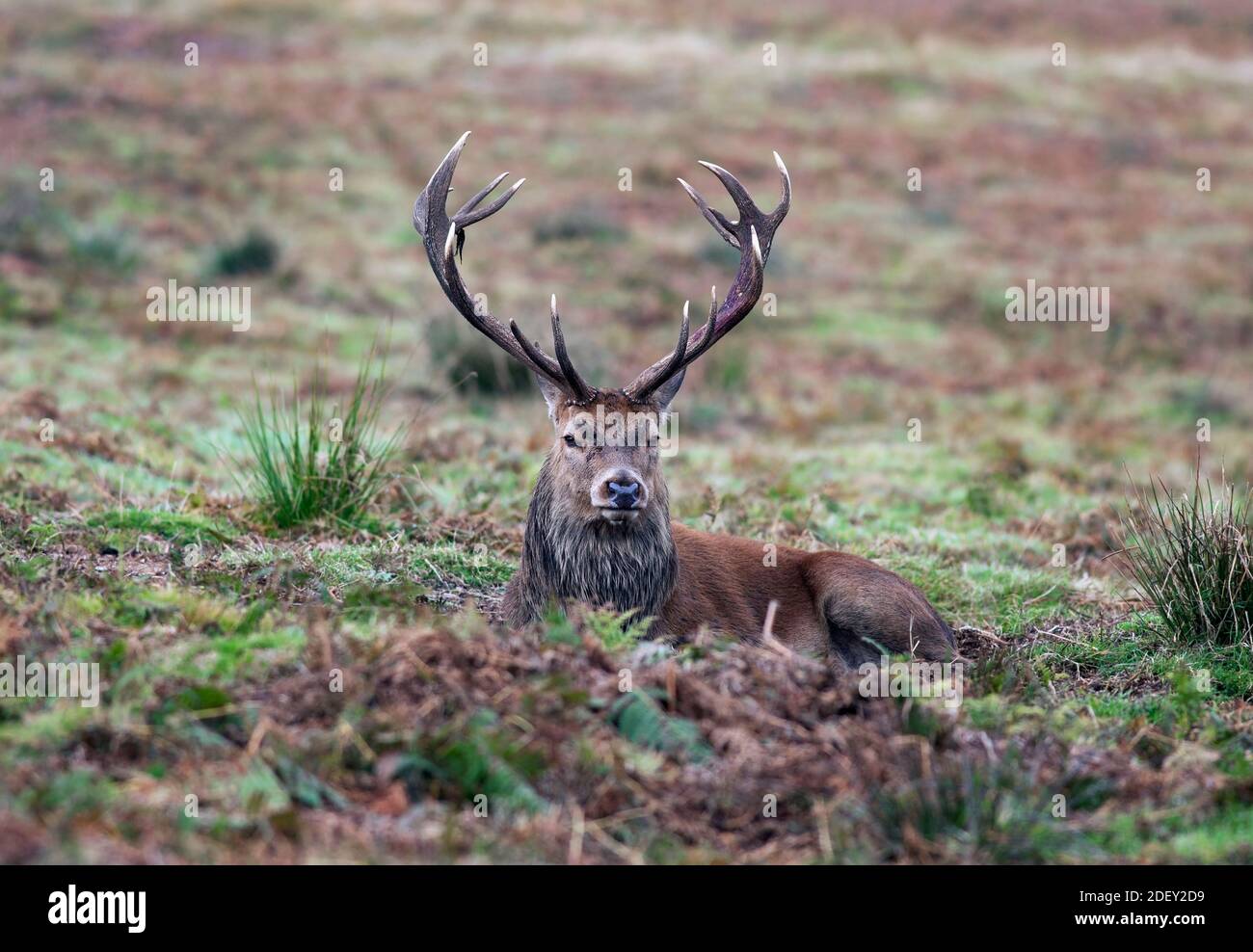 Red Deer Stag (Cervus elaphus) während der Autumn Rut, Großbritannien Stockfoto