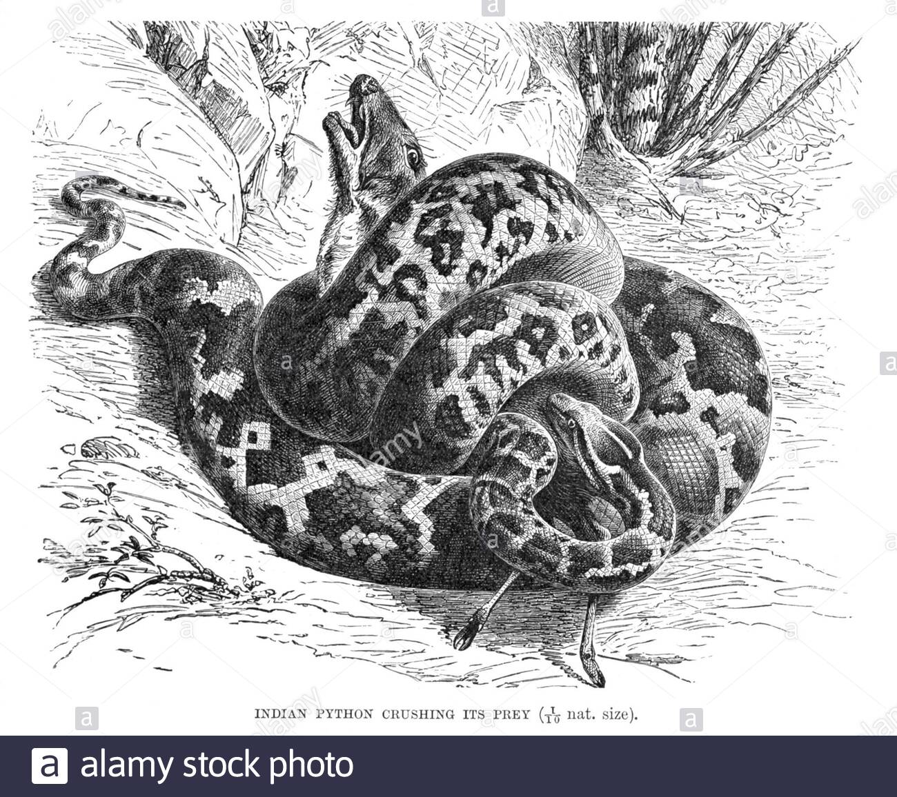 Indische Python zerquetscht seine Beute, Vintage-Illustration von 1896 Stockfoto