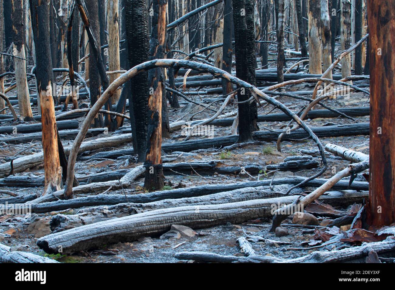 North Pelican Fire Snags, Sky Lakes Wilderness, Winema National Forest, Oregon Stockfoto