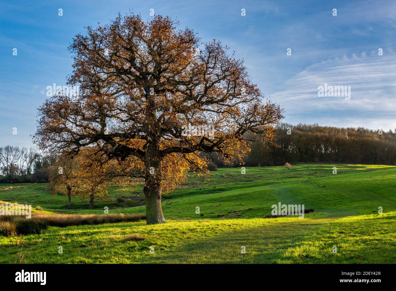 Die letzten Eichenblätter des Herbstes auf dem Cotswold Way Fußweg von Winchcombe nach Belas Knap Neolithische Long Barrow, Gloucestershire, England Stockfoto