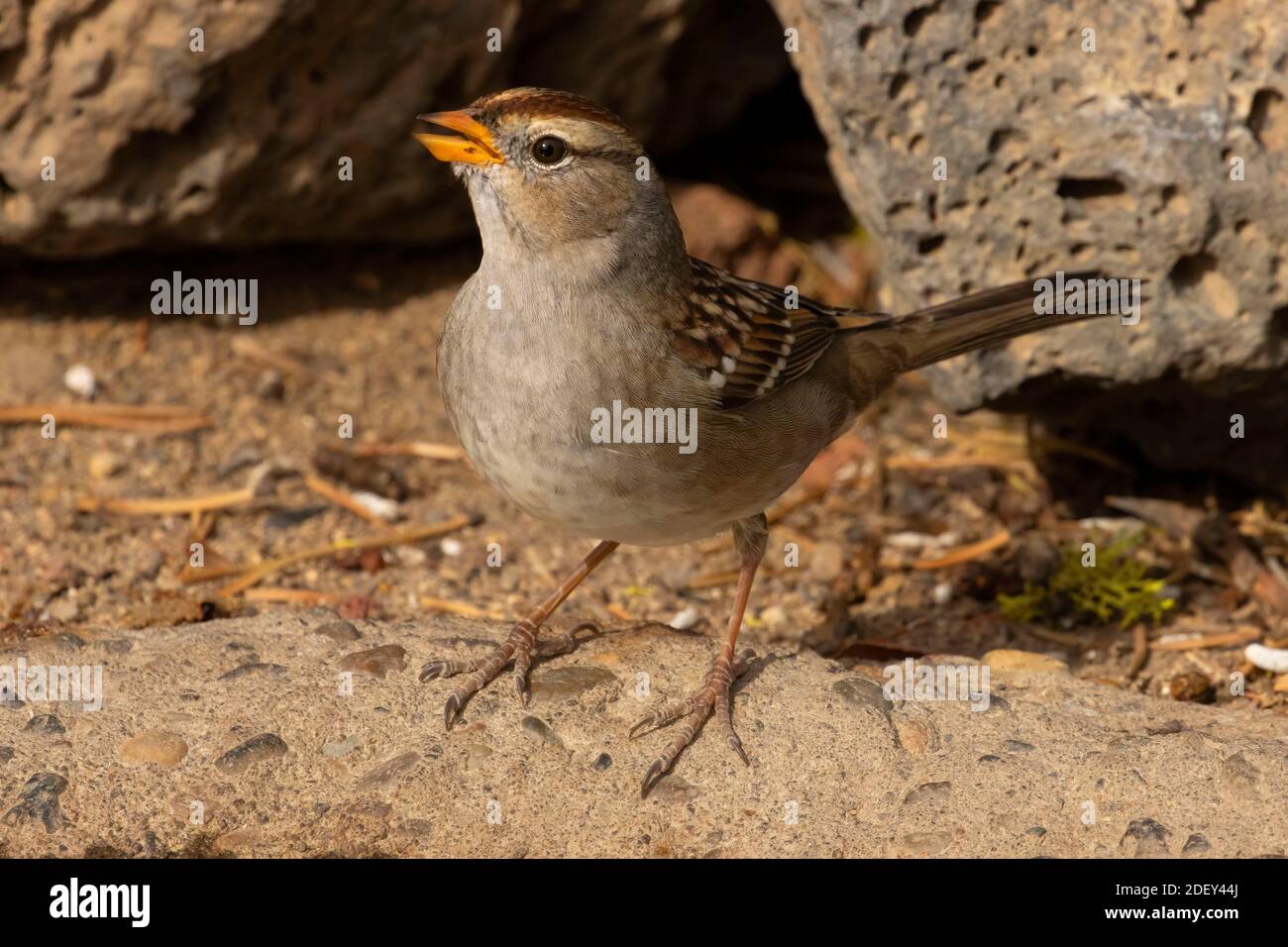 Chipping Sparrow (Spizella passerina), Cabin Lake Viewing Blind, Deschutes National Forest, Oregon Stockfoto