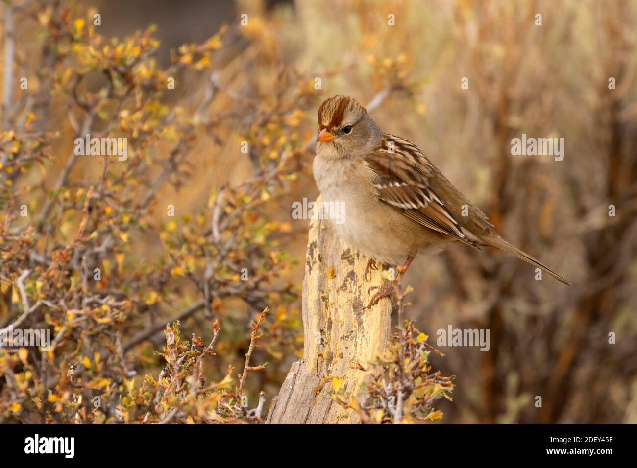 Chipping Sparrow (Spizella passerina), Cabin Lake Viewing Blind, Deschutes National Forest, Oregon Stockfoto