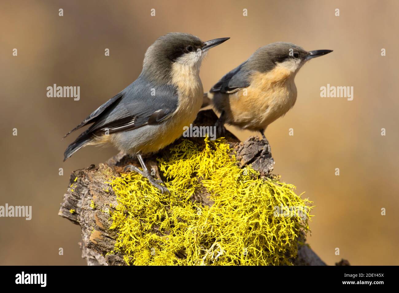 Pygmy Nuthatch (Sitta pygmaea), Cabin Lake Viewing Blind, Deschutes National Forest, Oregon Stockfoto