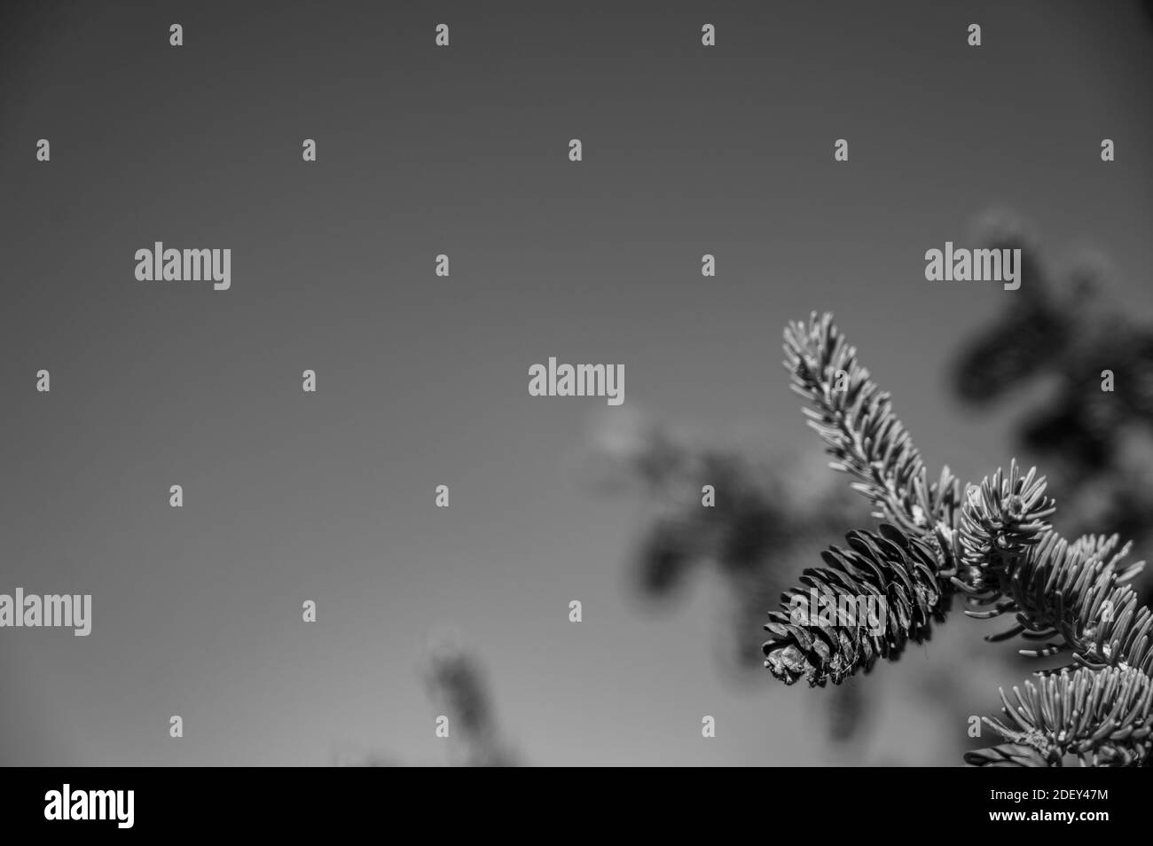 Natürlicher immergrüner Baum mit Kieferkegel Samenkapseln in einem Gruppierung Stockfoto