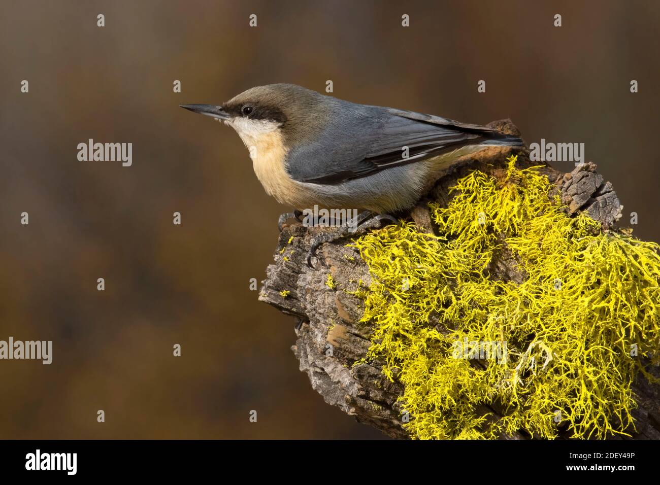 Pygmy Nuthatch (Sitta pygmaea), Cabin Lake Viewing Blind, Deschutes National Forest, Oregon Stockfoto