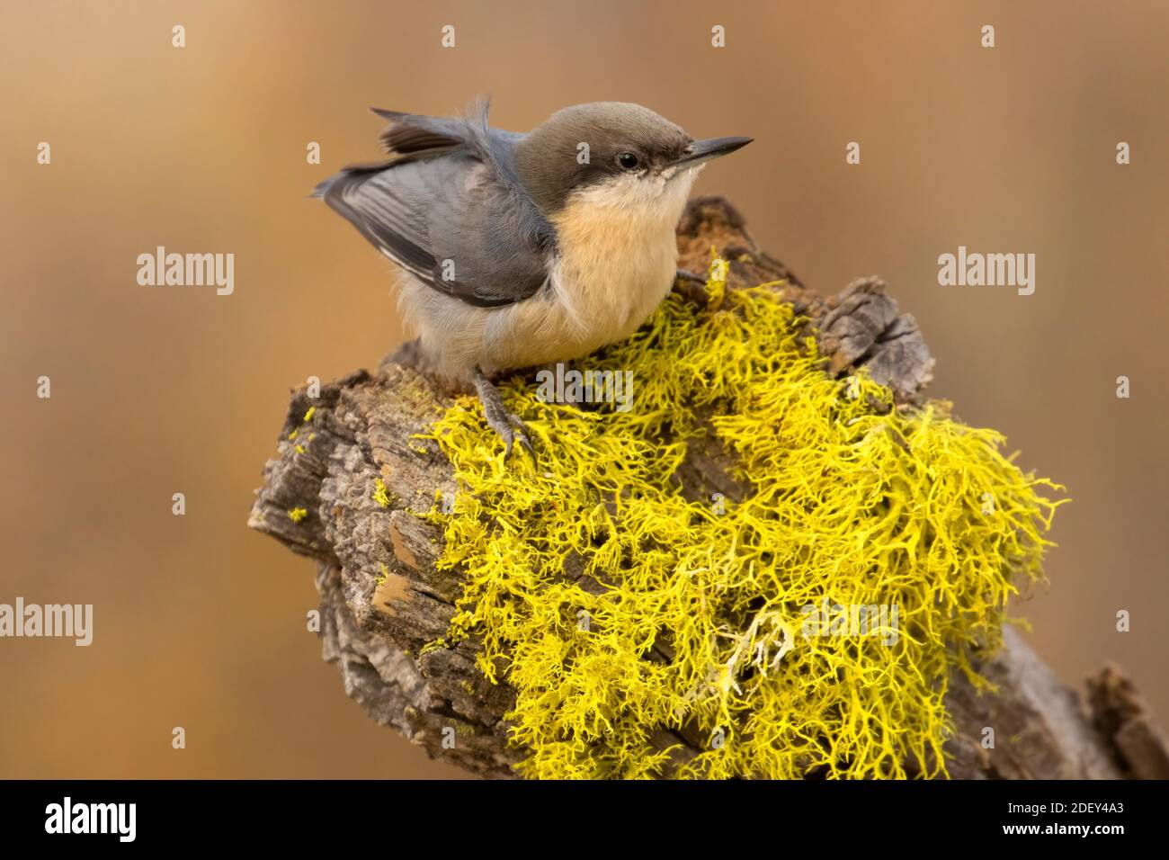 Pygmy Nuthatch (Sitta pygmaea), Cabin Lake Viewing Blind, Deschutes National Forest, Oregon Stockfoto